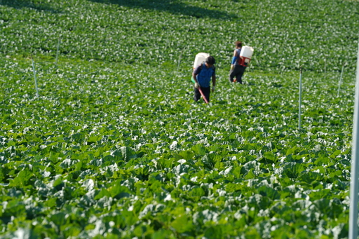 해남배추와 절임배추의 매력