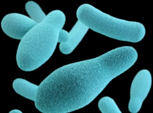 프로바이오틱스 효능