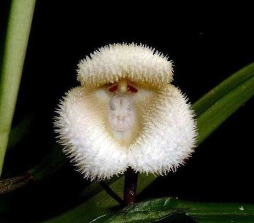 드라큘라시미아