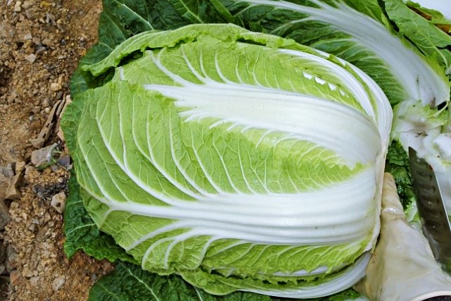 맛있는 김장배추 고르는법,절임배추 고르기 가격,김장 김치,김치냉장고