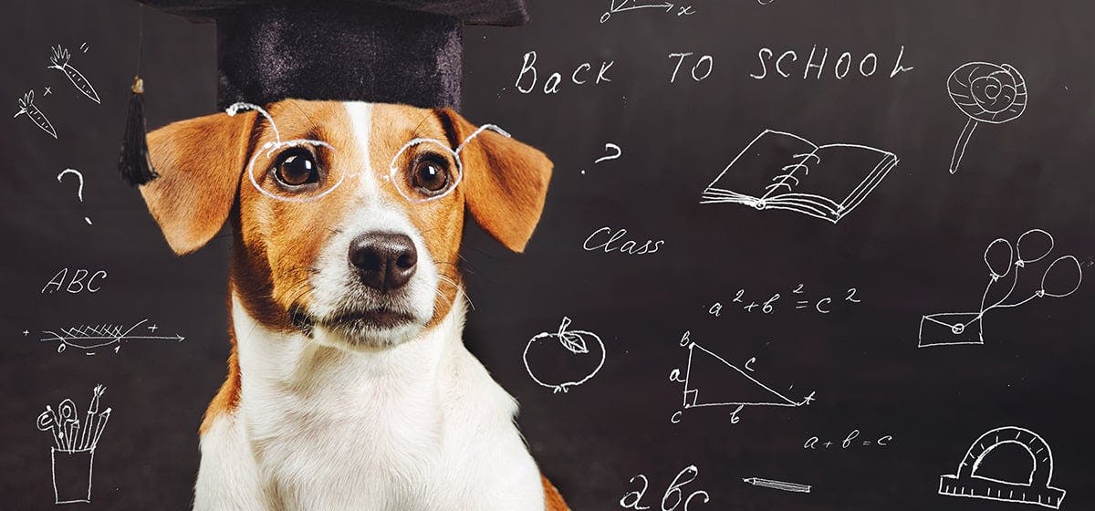 셈을 할 줄 아는 강아지 이미지