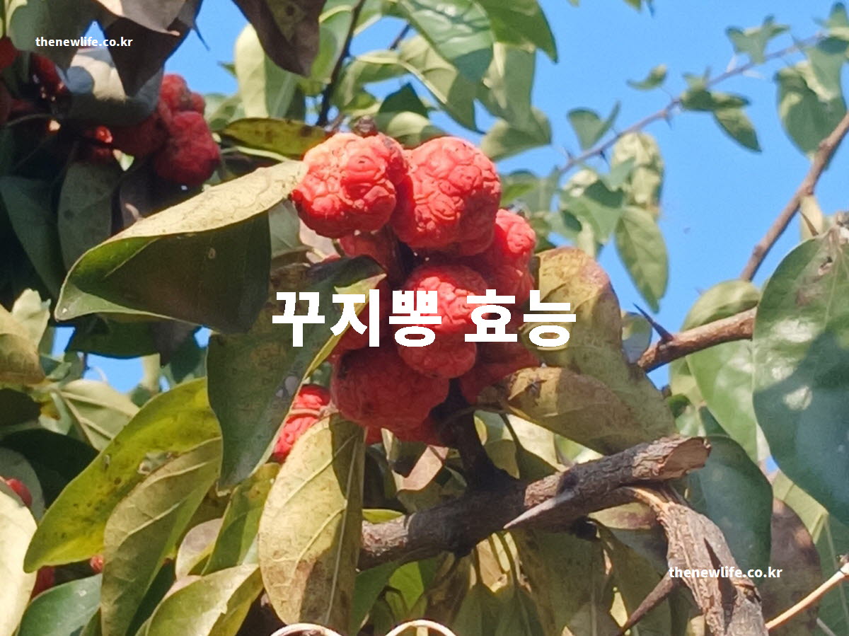 꾸지뽕 효능 대표 실사진