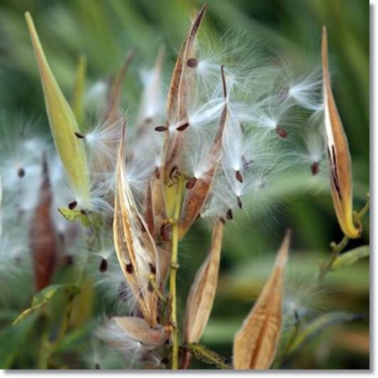 박주가리 상처치유 효과, 벌어진 박주가리 열매