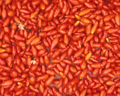 구기자 열매 사진입니다.