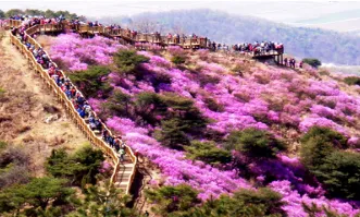 고려산 진달래 축제