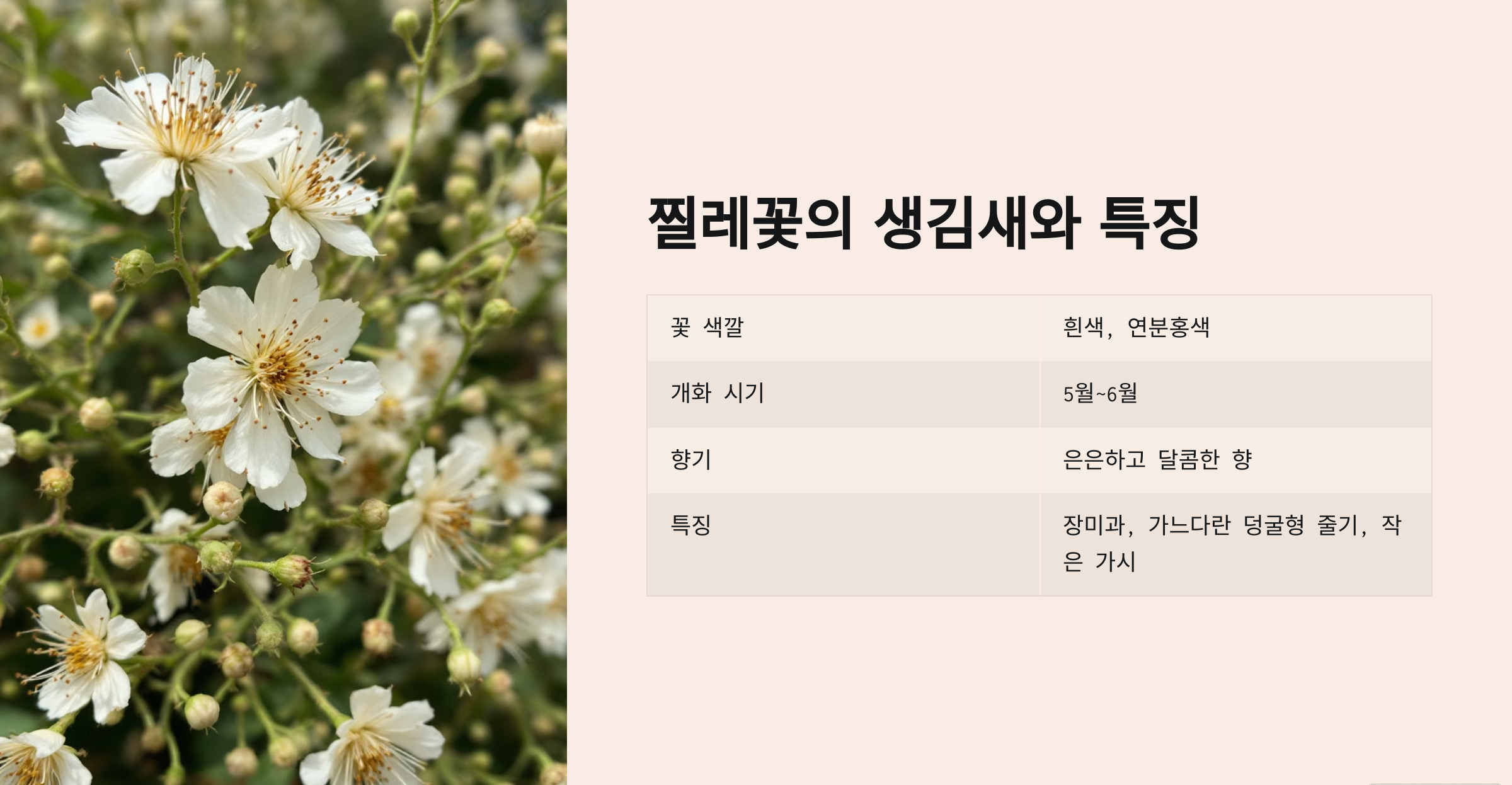 찔레꽃