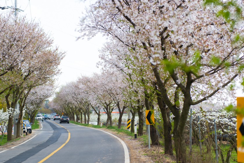 가로수길