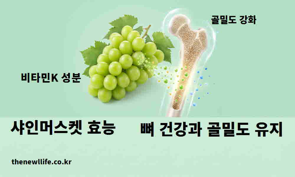 샤인머스켓 효능 뼈 건강 골밀도 유지
