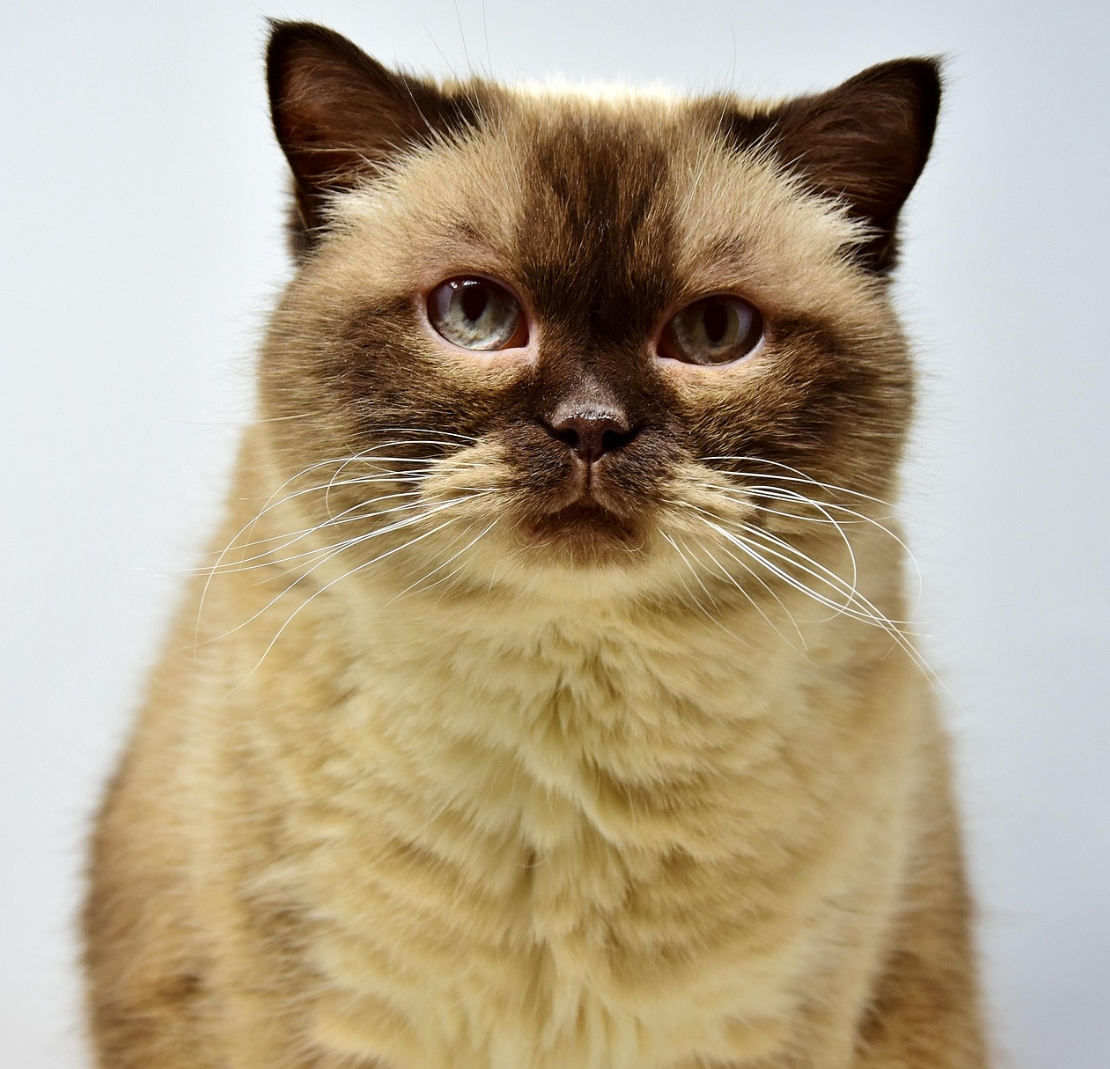 고양이가 박스를 보면 들어가는 과학적 이유