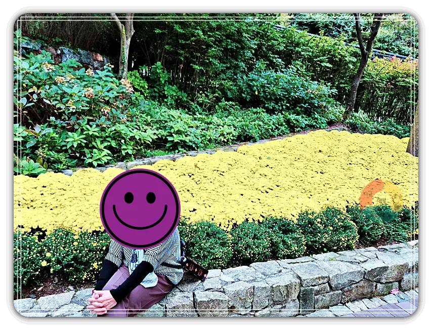 화담숲_국화-노란색-낮은-돌담
