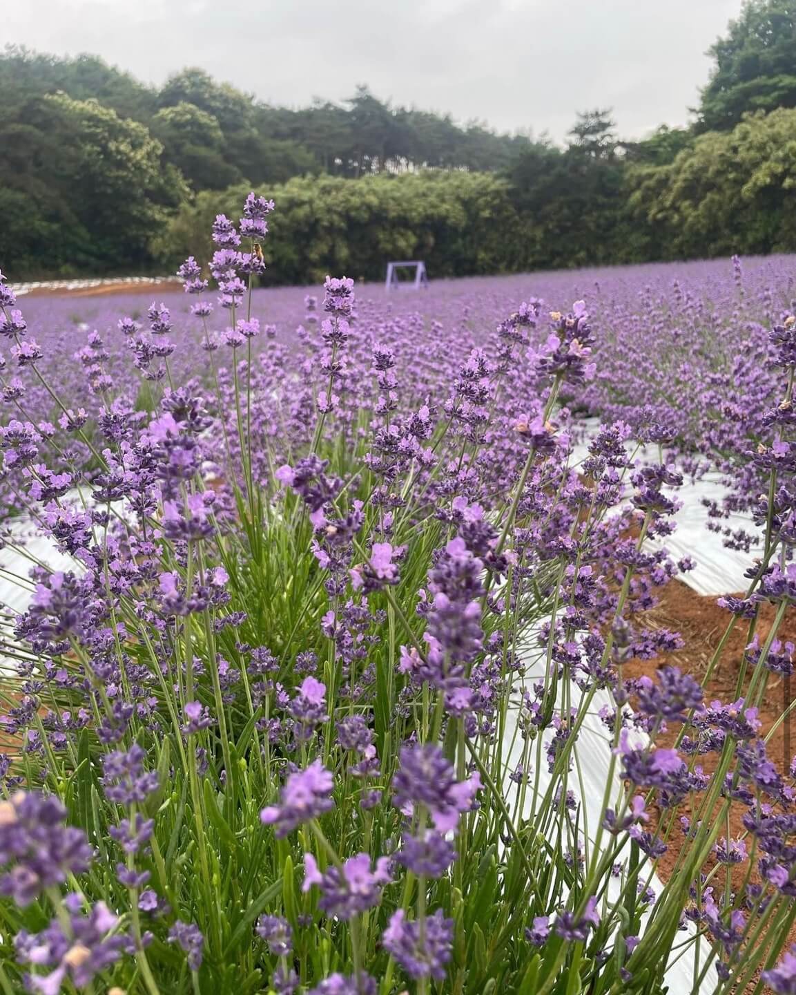 고창청농원 라벤더시즌