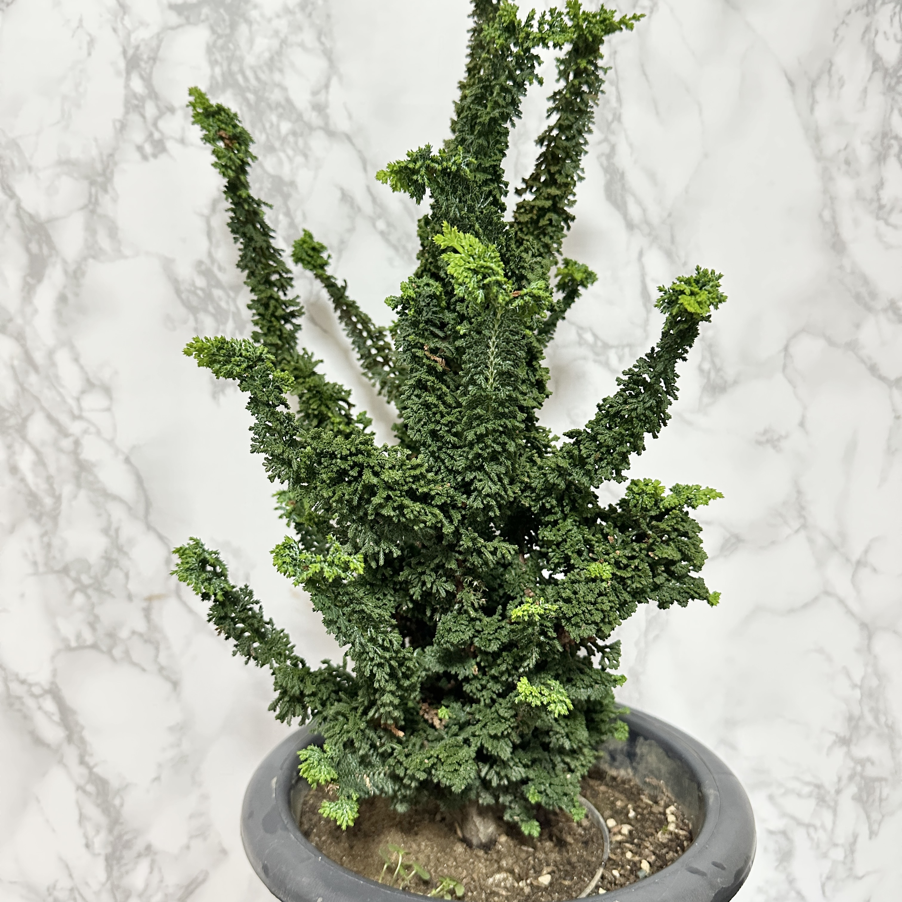 석화회 키우기 나무 분재 삽목