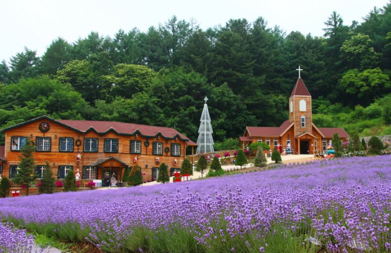 포천 허브아일랜드 라벤더축제