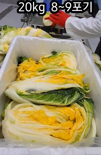 솔바위농장 배추