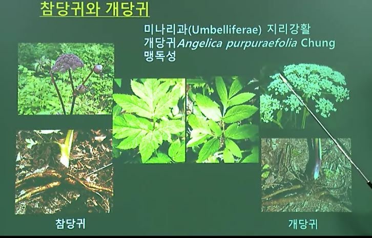 당귀