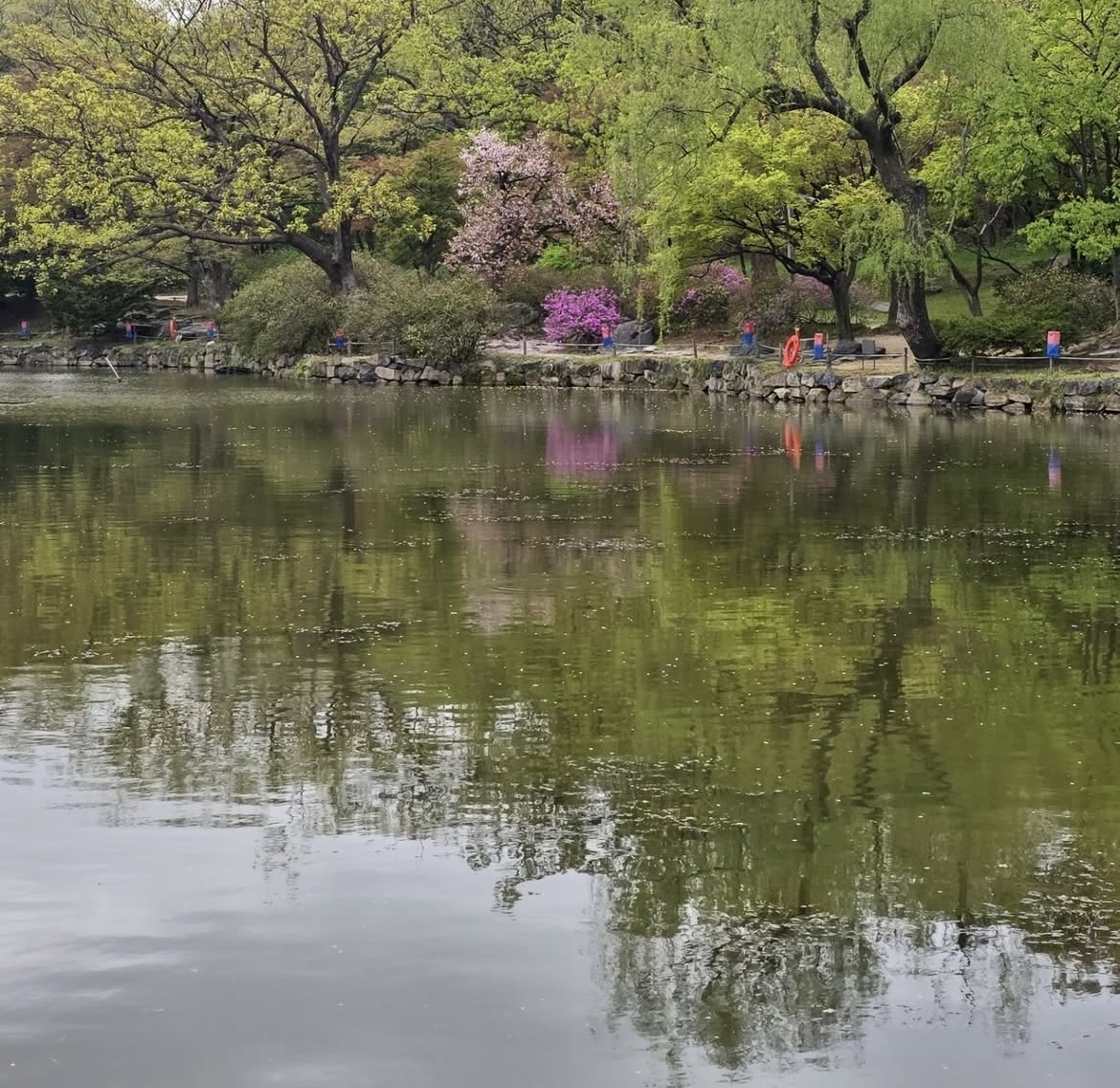 창경궁 매화 실시간 개화 현황&amp;#44; 서울 꽃구경 추천 창경궁 데이트 코스 🌸 관련사진