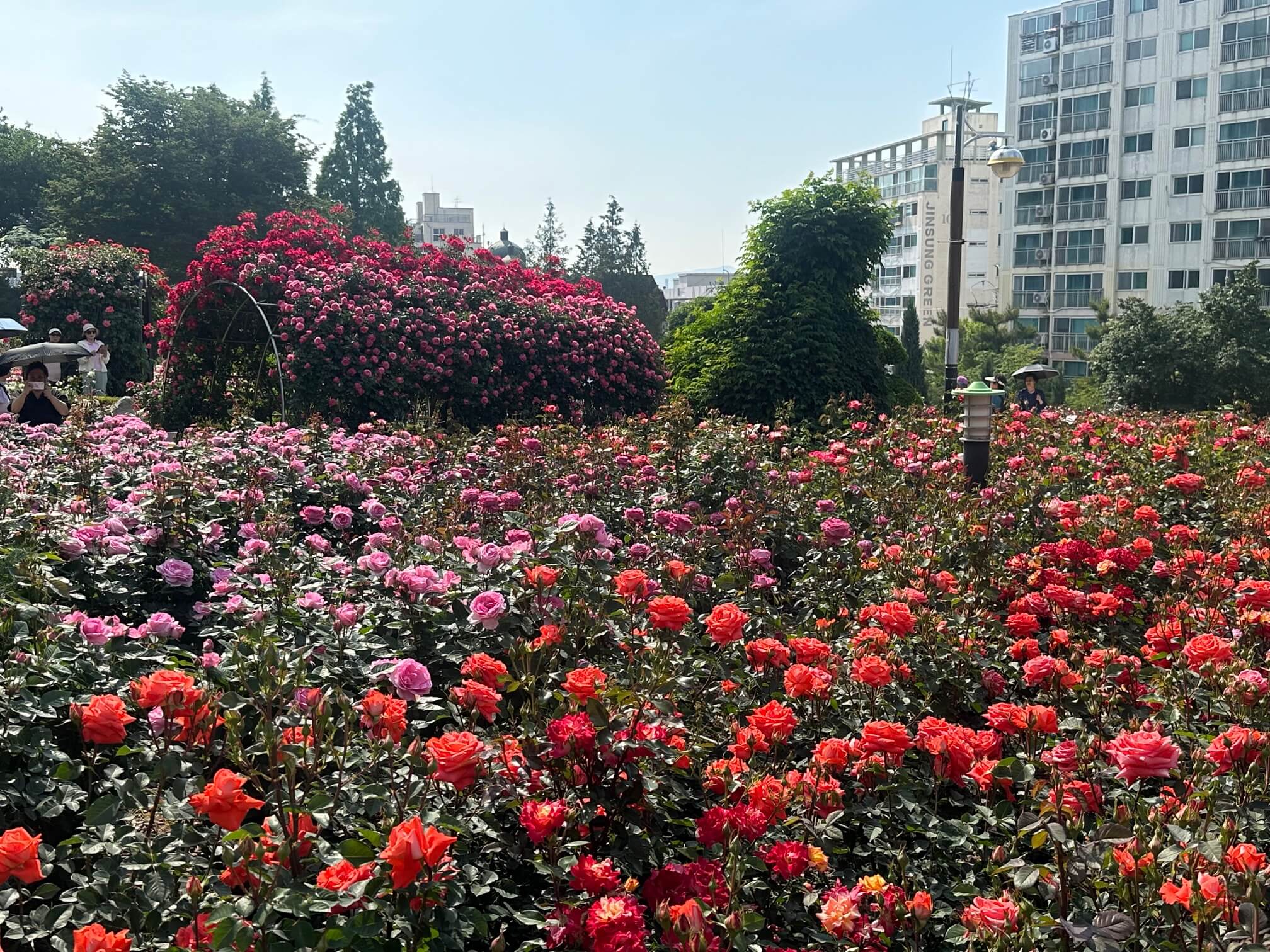 부천 백만송이장미축제