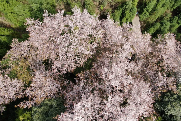 2025년 서울 벚꽃 명소 추천 (여의도 제외) 