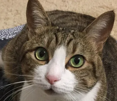 고양이 타워는 어디에 두는게 정답? 올바른 공간 조성 방법