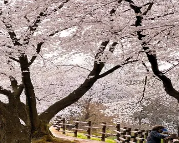대청호 벚꽃축제_9