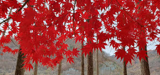 남이섬 단풍 절정시기