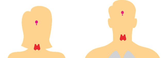 여성의 갑상선과 남성의 갑상선