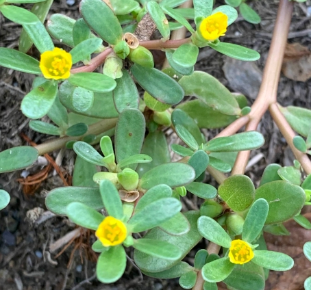 가을에 피는 꽃 쇠비름