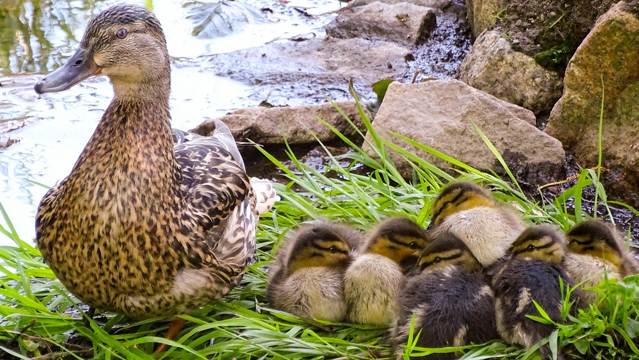 중도상환수수료 계산법