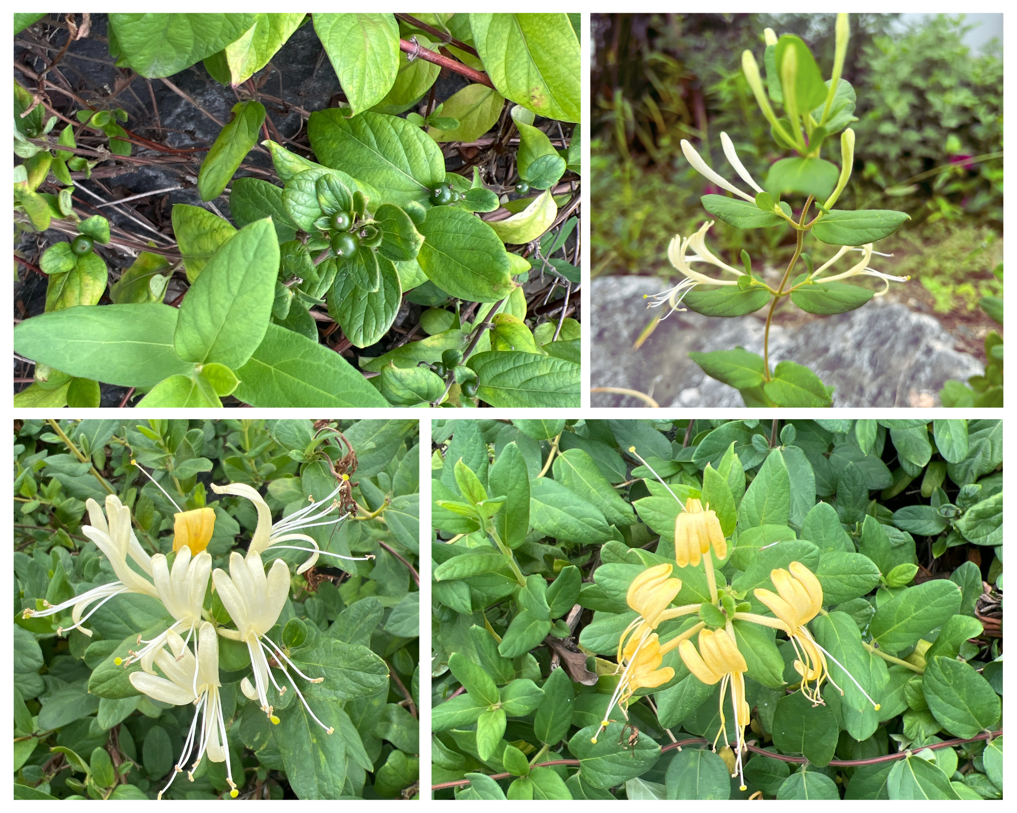 금은화 피는 순서