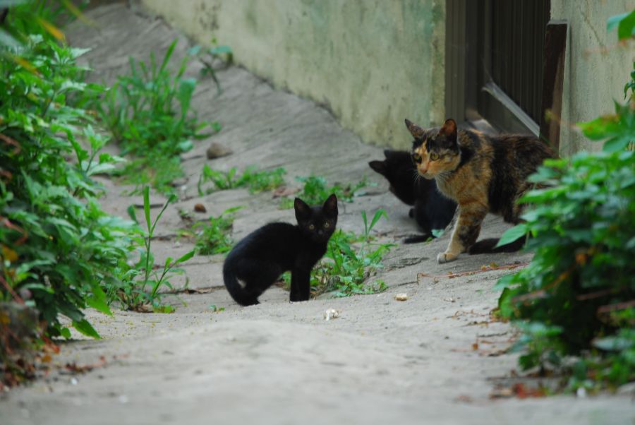 문현동 돌산마을 고양이 가족