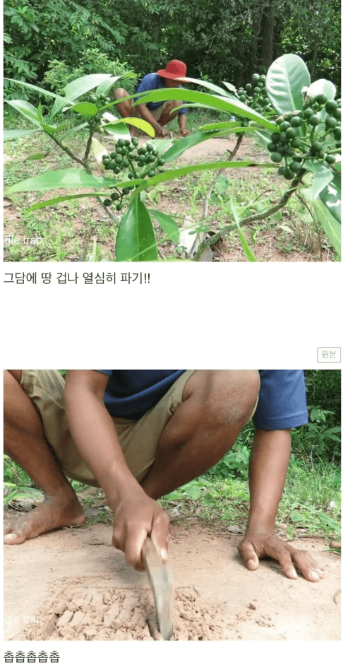 유튜버 비둘기 트랩