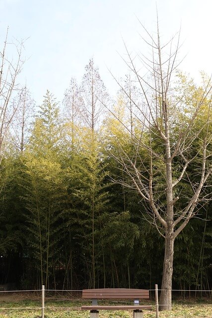 정원 사회학으로 읽는 디지털 시대의 정원문화 SNS 속 식물 공동체