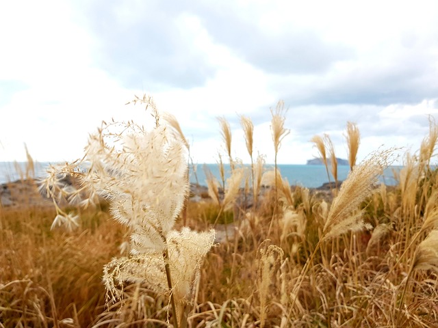 제주도 비행기표 가격 비교 사이트 정리, 제주 항공권 최저가