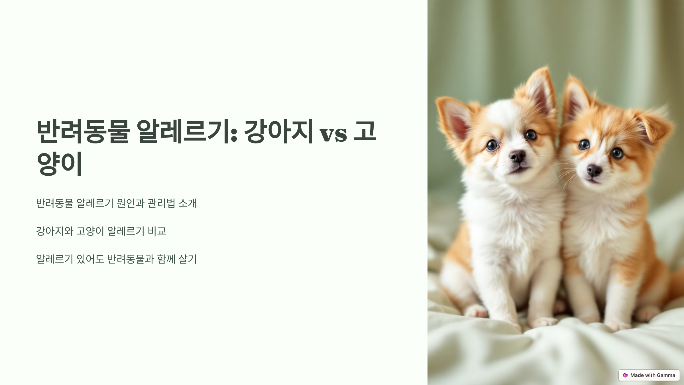강아지 vs 고양이