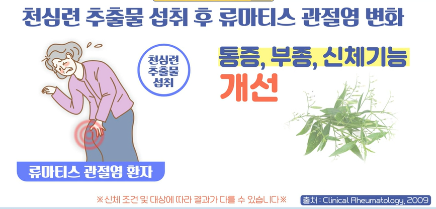 천심련 효능