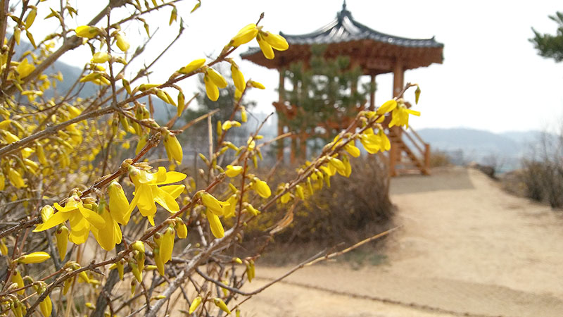 고은산능선길 개나리