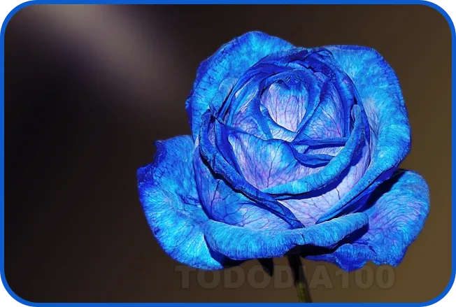 보라섞인 파란장미