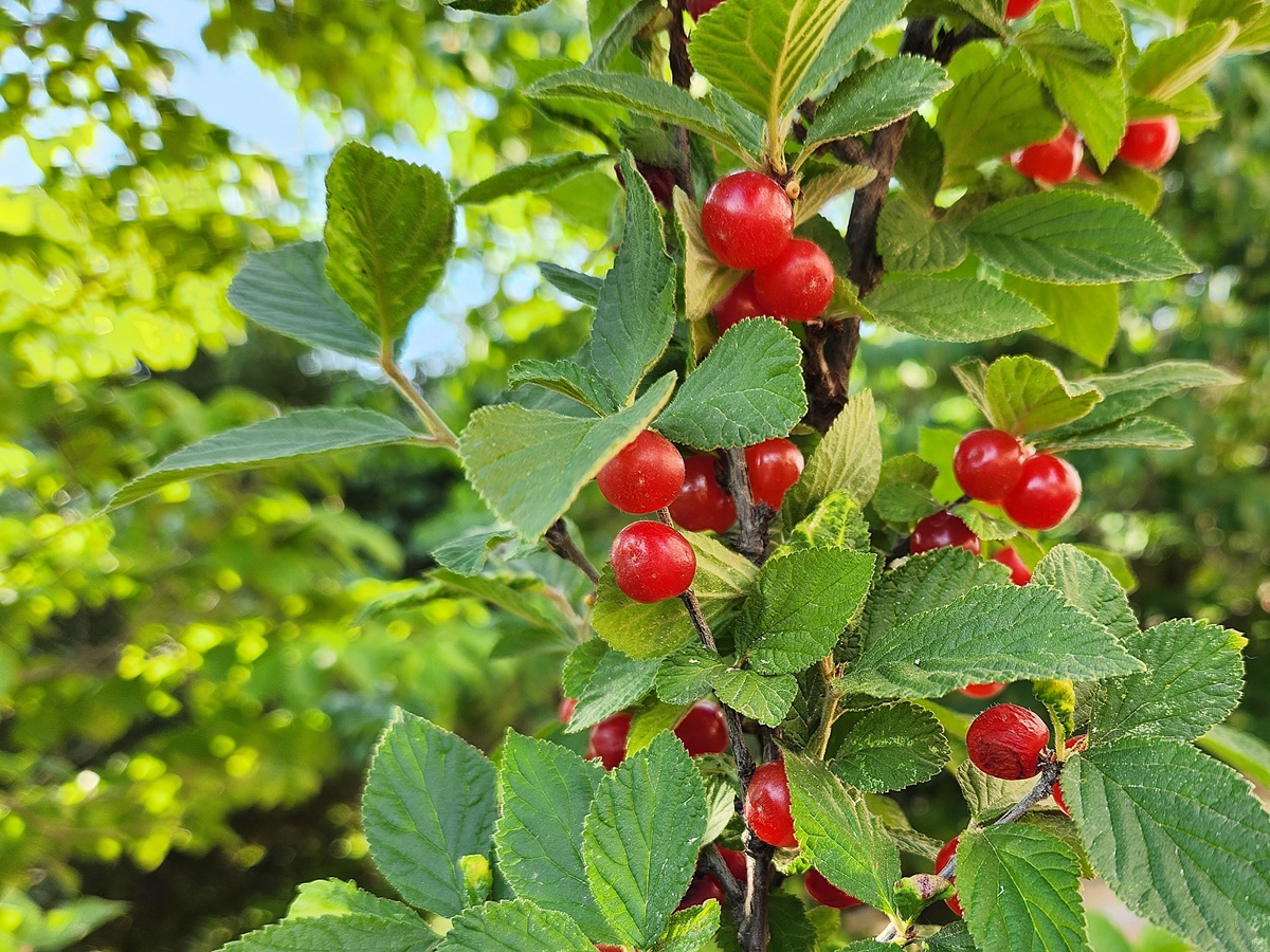 앵도나무(앵두나무)