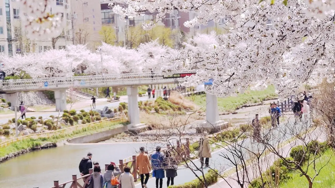 불광천 벚꽃