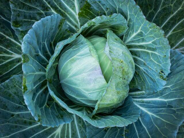 양배추 사진