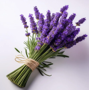 전북 정읍 허브원 입장료