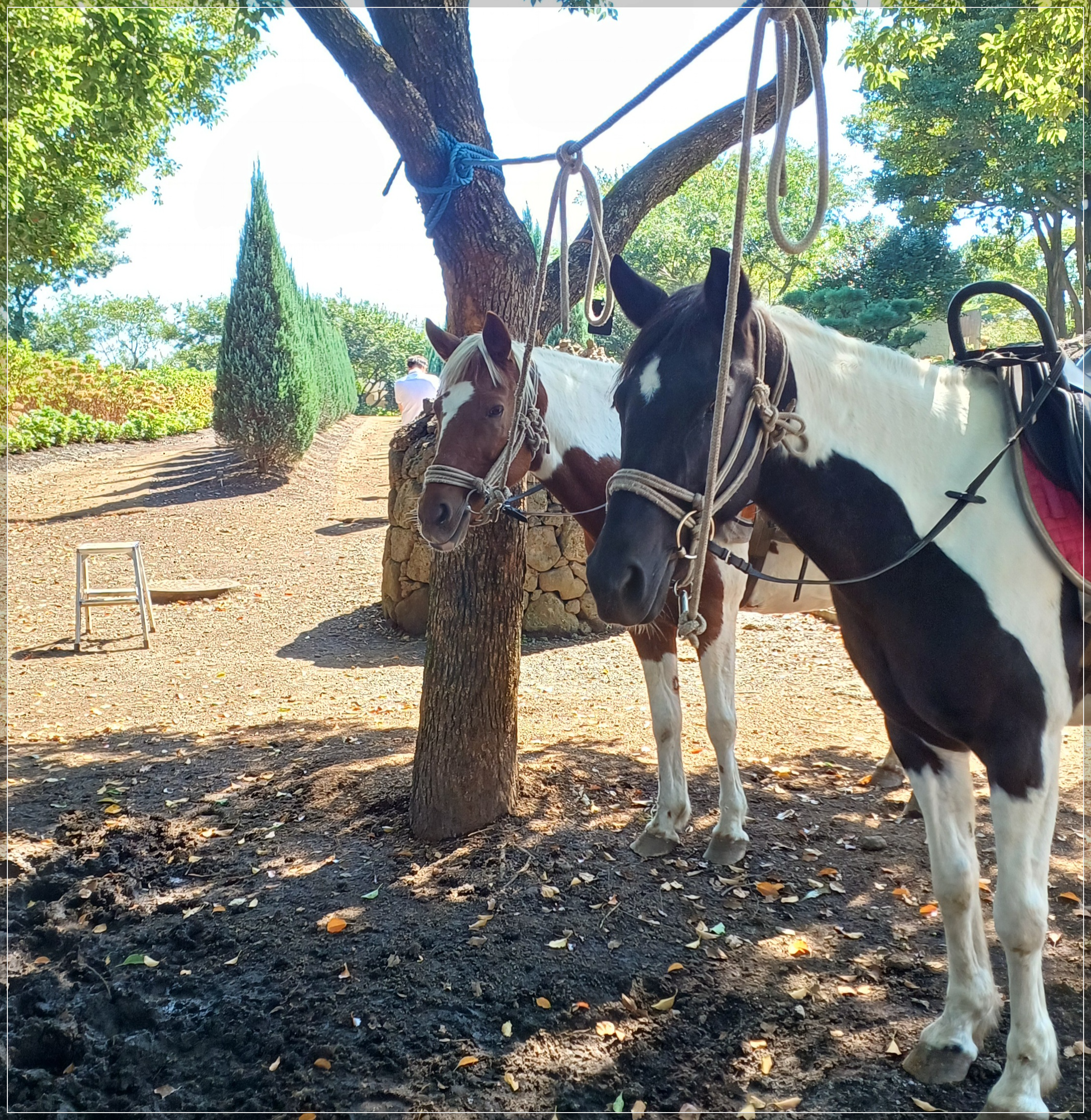 제주-동화마을-승마체험
