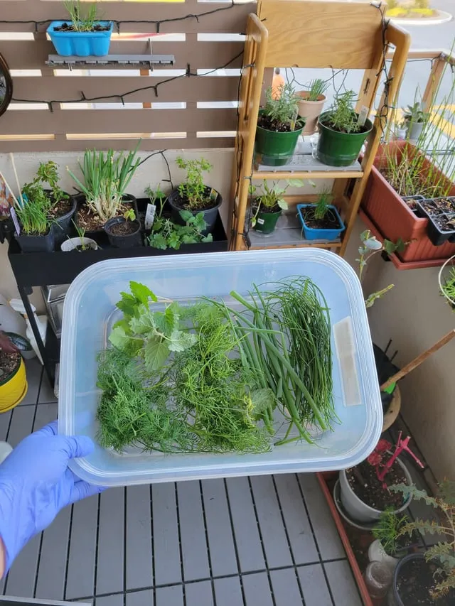 바나나 껍질 비료 활용 희석사용시기 냄새방지 천연영양 가이드_6