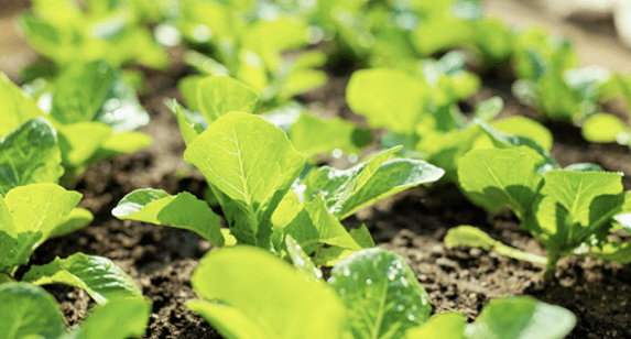 베베쿡 관련사진 3