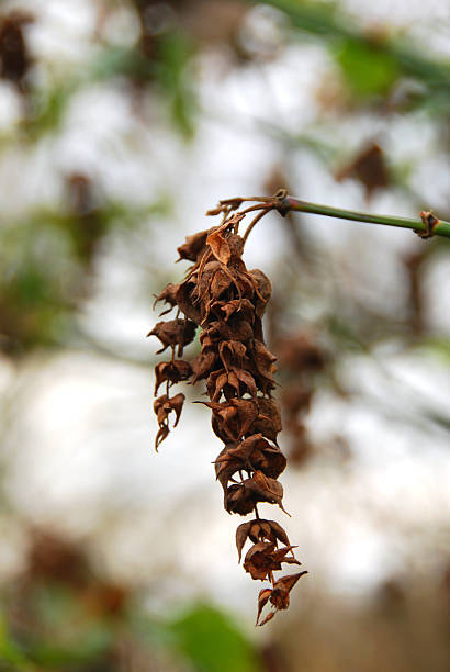개나리 열매 효능