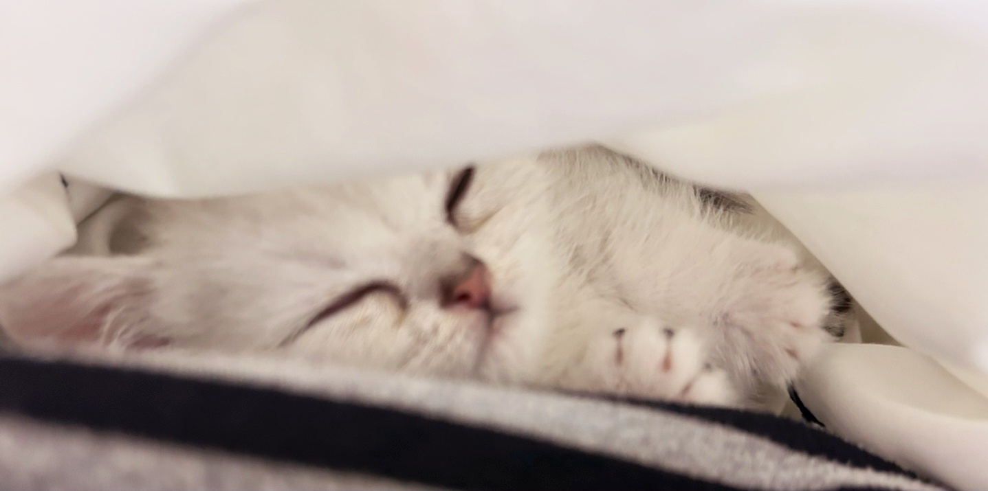 한국인의 평균 수면시간 (한국, 비교, 수면실태)