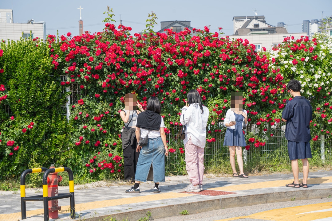 행궁동 화홍문 공영주차장 장미