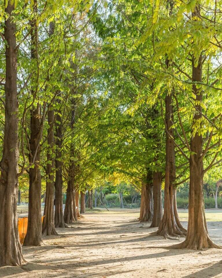 반려견과 가기 좋은 서울 가을 산책 코스