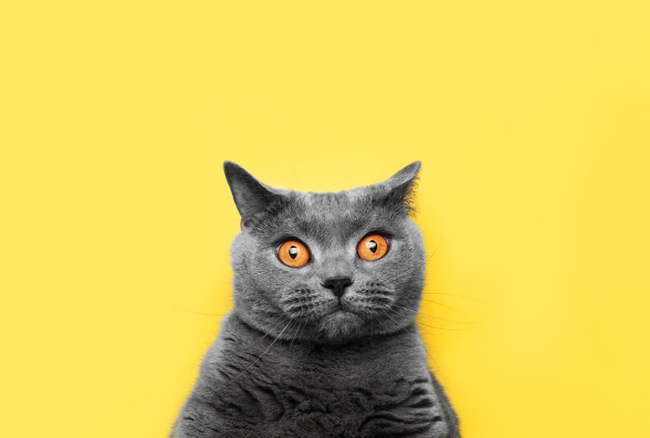 고양이 꿈 해몽 [새끼 고양이&amp;#44; 검은 고양이&amp;#44; 고양이 보는 꿈 등 ] 