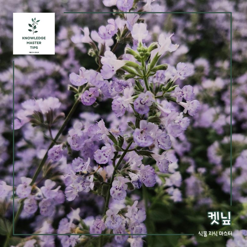 천연 모기기피제 - 캣닢 (개박하)